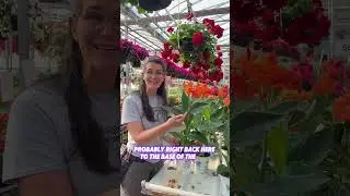 How to deadhead Canna Lilies