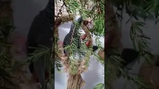 Веточный корм для пернатых