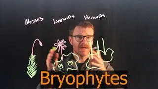 The Weird World of Bryophytes