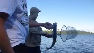 Baby Duck Bastards Fishing - S04E01 - Emotional Release Sequences