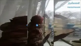 Очередная укропатриотка. В городе Ясногорске женщина сорвала с окон детского сада символы Z.