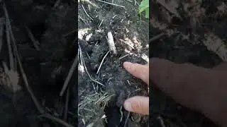 Подсолнух на 10 июня