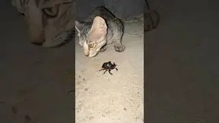Playing Toy for Cats 🐈 #shorts #cat