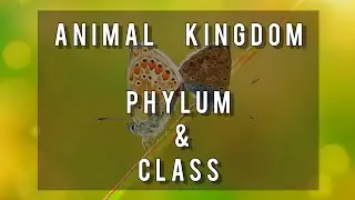 All about ANIMAL KINGDOM! (Criteria for classification, Phylum and class)