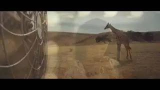 Taylor Swift Wildeat dreams