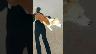 stray puppy