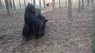 Тибетский як