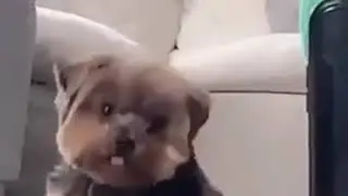 Крадущийся тигр :3
