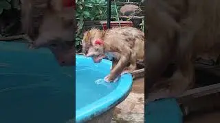 #dog #animals #monkey #pet  #petmonkey