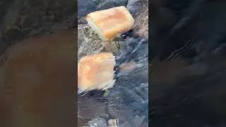 Икон-Халк рыбы река Малый Зеленчук