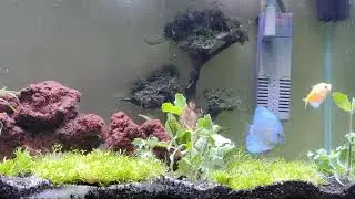 kehidupan di aquascape tank 50cm