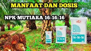 MANFAAT DAN DOSIS PUPUK NPK MUTIARA 16-16-16 UNTUK KELAPA SAWIT