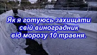 Як я готуюсь захищати свій виноградник від морозу 10.05.2024