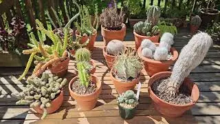 Stem succulents - plants' adaptations to dry conditions Part 1