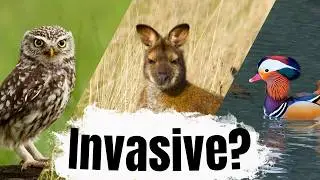 These ALIEN ANIMALS are wild in the UK!
