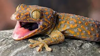 GEKOGİLLER SESİ (GECKO SOUND)