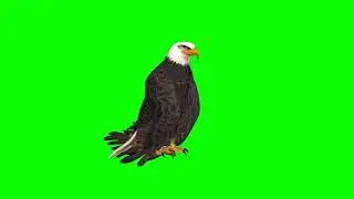 Eagle Bird Green Screen | Green Screen Eagle | Green BackGround Screen (No Copyright)
