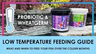 How To Feed Your Koi in Autumn & Winter