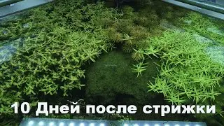 Десять дней после стрижки