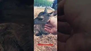 Минутка милоты!