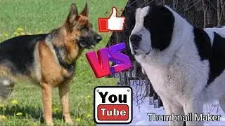 Алабай против Немецкой овчарки. Alabai against German Shepherd. Собаки.
