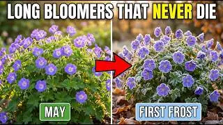 14 LONGEST Blooming Perennials That Bloom Until Frost (Trial Garden Picks)