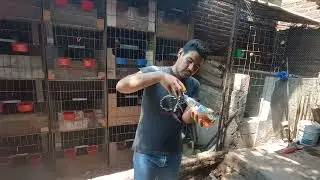 cómo combatir el barrenador de la pluma de las aves