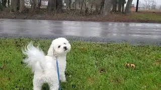Frosty Sees a Squirrel