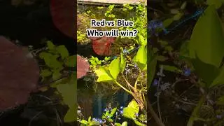 Red vs Blue. Who Will Win?