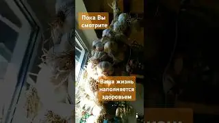 Дети сказали, что он очень острый и горький, но очень полезный!) #чеснок #здоровье #деревня #шортс