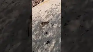 Криминальный Тимон #shotrs