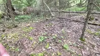 Грибосбор подосиков