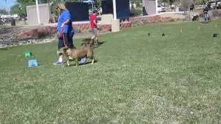 MVI 5835,  K9 Rehab Institute Easter Egg Hunt