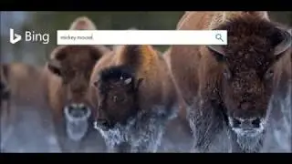 Google vs. Bing