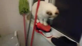 Fluffy vs. gravity || A lovely ragdoll cat