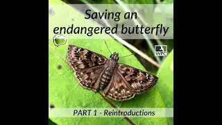 Mottled Duskywing Butterfly Reintroductions Part 1 - Reintrodcutions