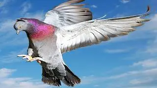 Pigeon flight...