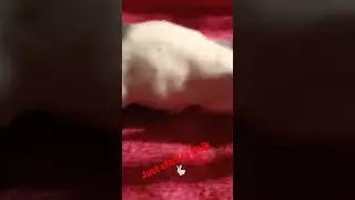 l am walking 🐰🐇