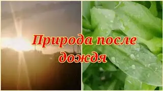 2 мая 2023 г. Весна в деревне, Цветут сады, Природа после дождя Заход солнца в деревне