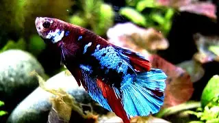 Aquarium à poisson combattant. Betta fish