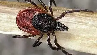 Treatment of dogs against ticks and fleas.