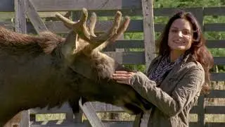 TIERÄRZTIN DR. MERTENS auf Romance TV - Spannende Geschichten mit der sympathischen Tierärztin