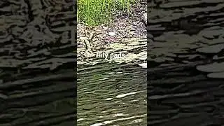 Where to find lily pads!