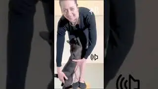 Reelevé with Herbert the Cat | Teaching From Home With Cat #holisticballet #cat #shorts
