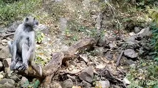 langur Monkey takes an interest in trailcam !