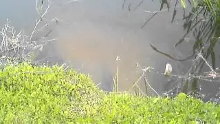 Big Pleco digging
