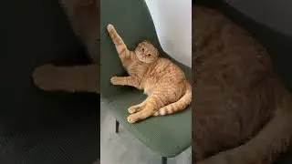 Наша Белка
