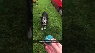 Border collie boxer loves fetch