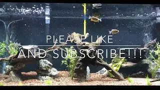 Red Belly Piranha / 200 Gallon Oceanic Aquarium Fish Tank