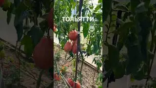 Тольятти. А у вас созрели сладкие помидоры #тлт #томаты #помидоры #love #tlt  #еда #теплица #tomato
